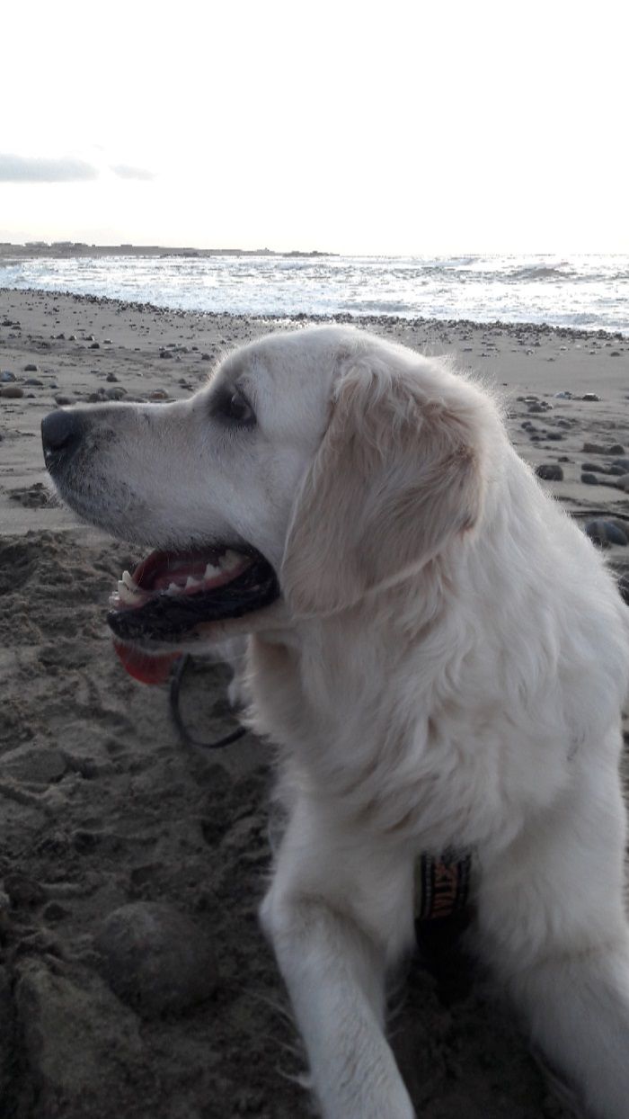 Bella koser seg på stranden
